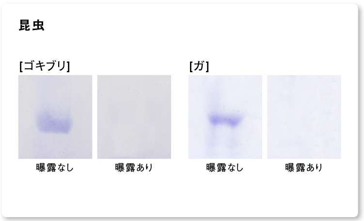 結果画像：ナノイー（高機能帯電微粒子水）を24時間曝露した後の昆虫アレルゲン2種の分解・抑制の様子