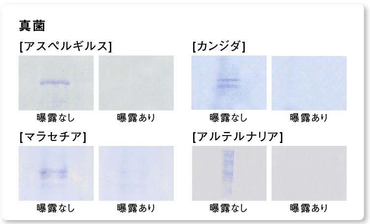 結果画像：ナノイー（高機能帯電微粒子水）を24時間曝露した後の真菌アレルゲン4種の分解・抑制の様子