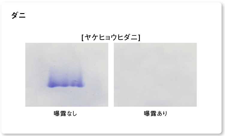 結果画像：ナノイー（高機能帯電微粒子水）を24時間曝露した後のダニアレルゲン1種の分解・抑制の様子