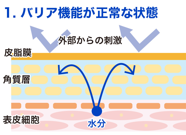 画像：バリア機能が正常な状態 外部からの刺激 皮脂膜 角質層 表皮細胞 水分