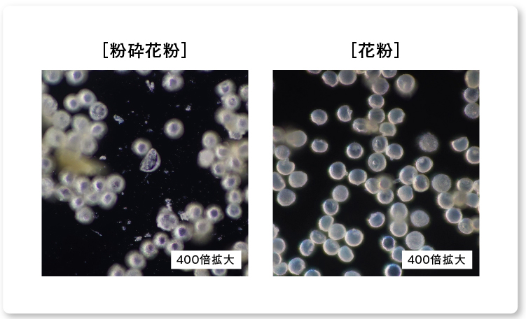 踏まれた花粉は通常の花粉よりも細かく粉砕されている