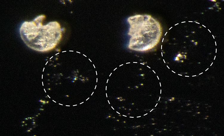 粉砕花粉の拡大写真