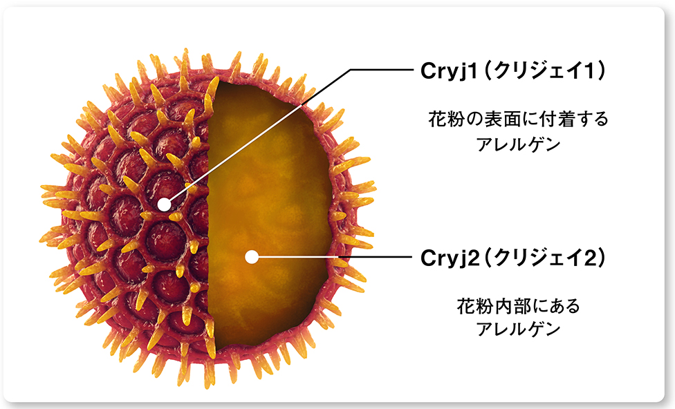 通常の花粉よりも舞い上がりやすく、2.25倍長く漂い続ける粉砕花粉