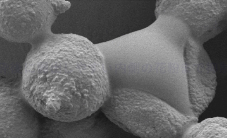 ナノイー（高機能帯電微粒子水）により殻を破られた花粉の拡大写真