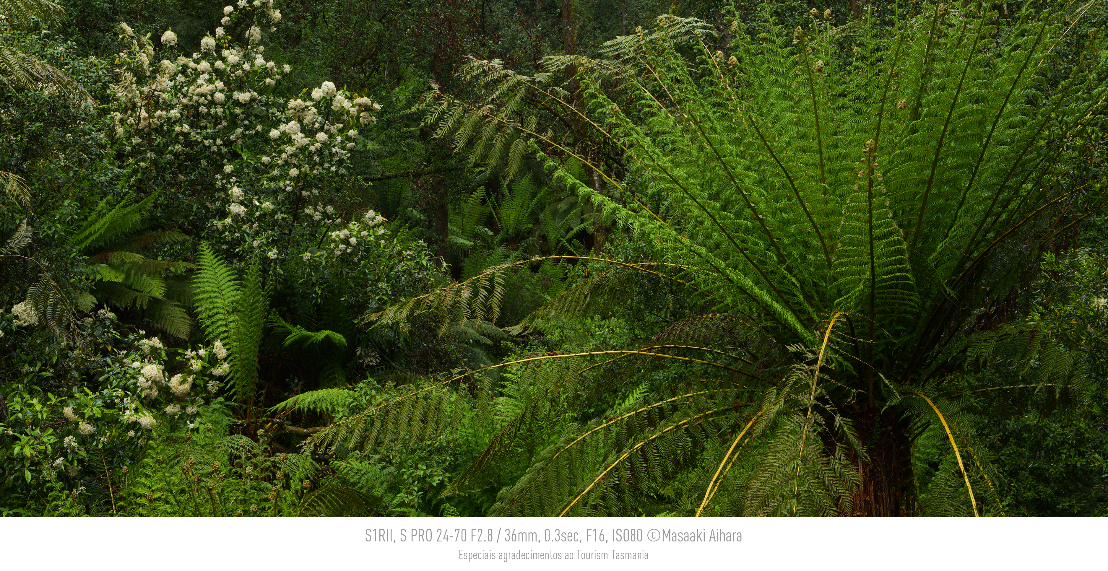 Desempenho fotográfico impressionante. Capte um momento em 44,3 MP.