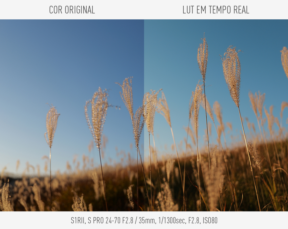 As suas expressões de cores únicas, diretamente da câmara