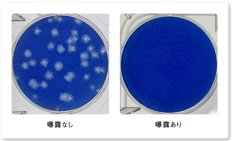 写真：新型コロナウイルス デルタ株の抑制検証のプラーク写真