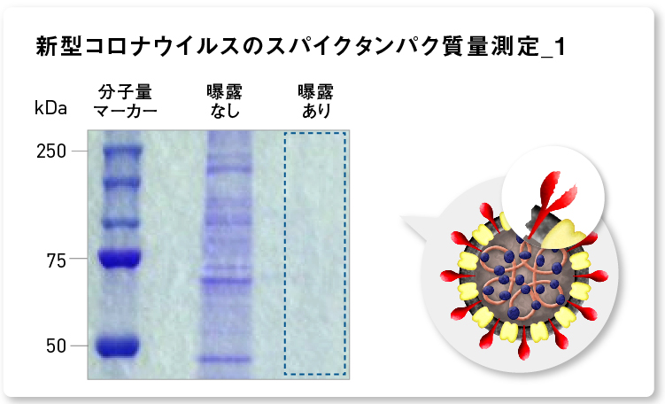 結果画像：新型コロナウイルスのポリメラーゼなどウイルス複製に関わるタンパク質測定
