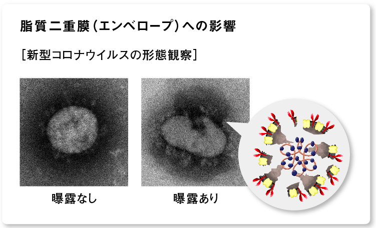 画像：新型コロナウイルスの形態観察（エンベロープの損傷）