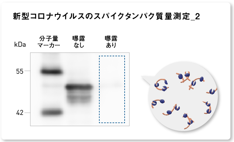 結果画像：新型コロナウイルスのゲノムRNAに付着しているタンパク質測定