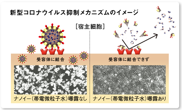 画像：不活化した新型コロナウイルスの感染抑制のイメージ