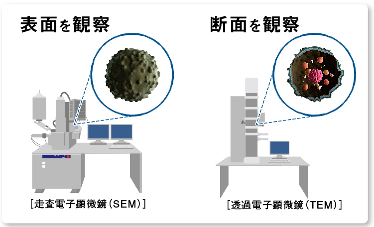 画像：表面の観察をする走査電子顕微鏡（SEM）と断面の観察をする透過電子顕微鏡（TEM）