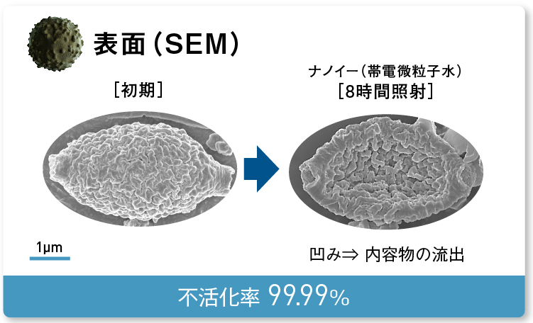 画像：内容物が流出しているクロカビの表面