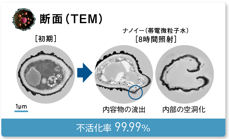 画像：内容物が流出し内部が空洞化されたクロカビの断面