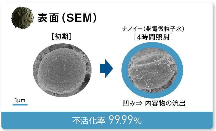 画像：内容物が流出しているユミケカビの表面