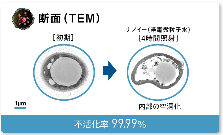 画像：内部が空洞化されたユミケカビの断面