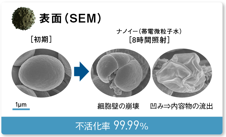 画像：細胞壁が損傷し、内容物が流出しているロドトルラの表面