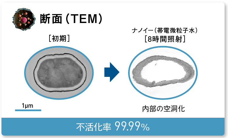 画像：内部が空洞化されたロドトルラの断面
