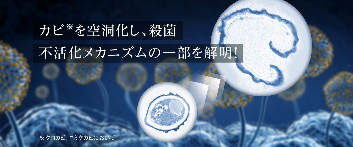 画像：カビを空洞化し、殺菌。不活化メカニズムの一部を解明