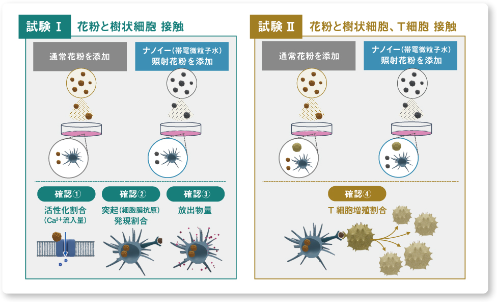 図：花粉と樹状細胞、T細胞を接触させた試験内容