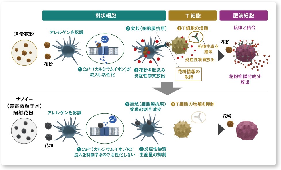 図：通常花粉とナノイー照射花粉を細胞に接触させた検証内容