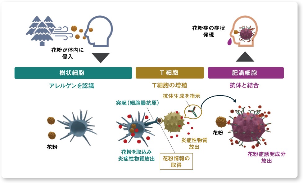 図解：花粉症のメカニズム、樹状細胞、T細胞、肥満細胞
