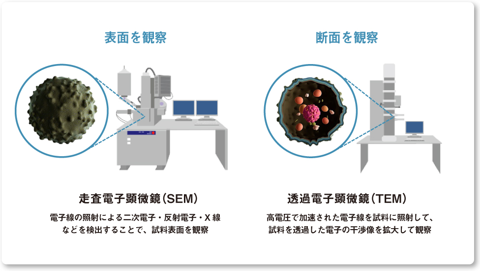 画像：走査電子顕微鏡（SEM）と透過電子顕微鏡（TEM）カビの表面と断面を観察