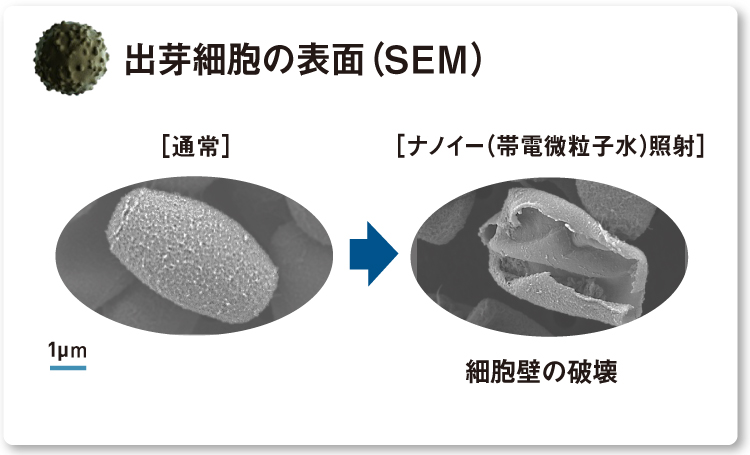 細胞壁が破壊しているトリコスポロンの出芽細胞の表面