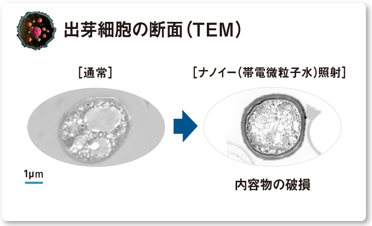 内容物が破損しているトリコスポロンの出芽細胞の断面