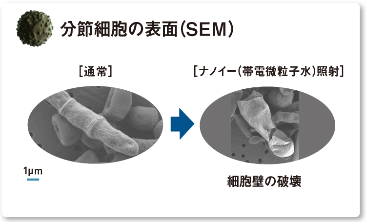 細胞壁が破壊しているトリコスポロンの分節細胞の表面