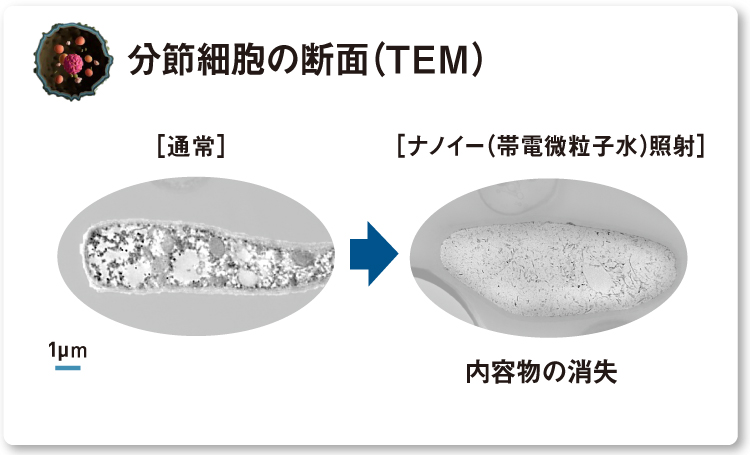 内容物が消失しているトリコスポロンの分節細胞の断面