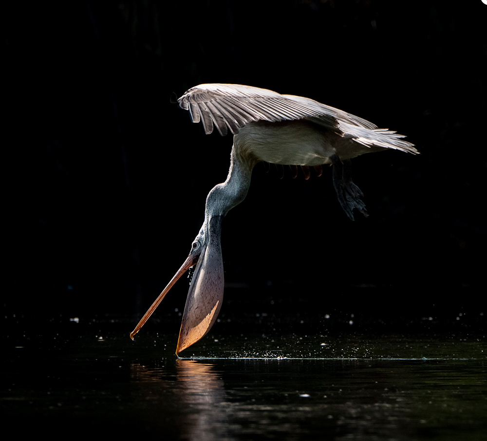 Kunnioitusta ja rakkautta eläimiin
