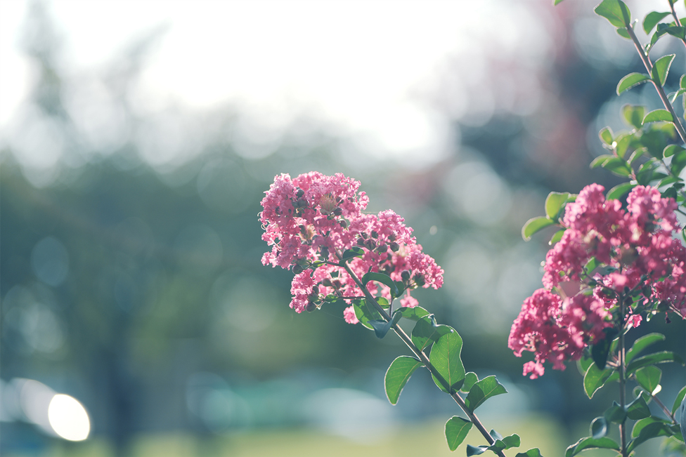 LUT "Bloom" Gallery 3