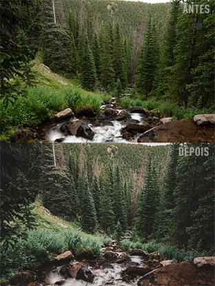 FLORESTA ENCLAUSURADA