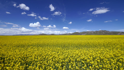 Superb Image Rendering