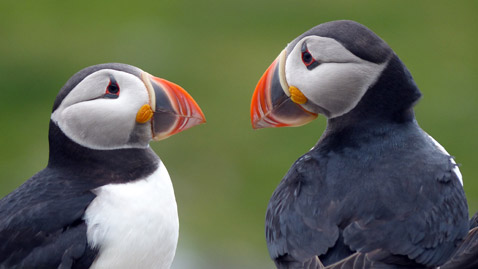 High Zoom and Tele Zoom in a Compact Size