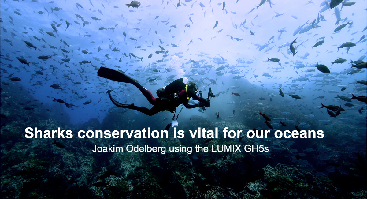 Haiden suojelu on elintärkeää valtameriemme kannalta