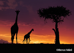 LUMIX Picture-making Philosophy