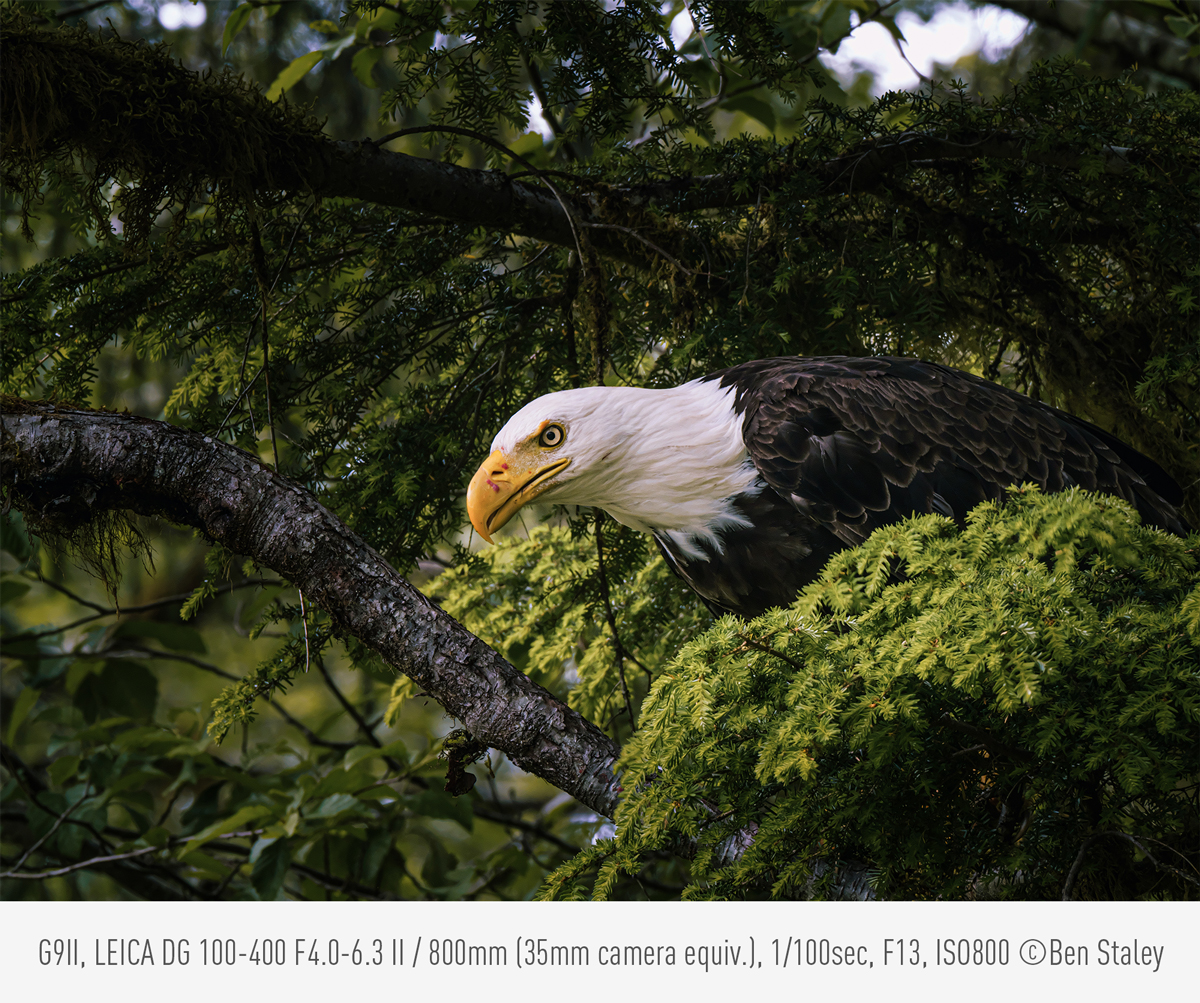 Avanceret detektering AF