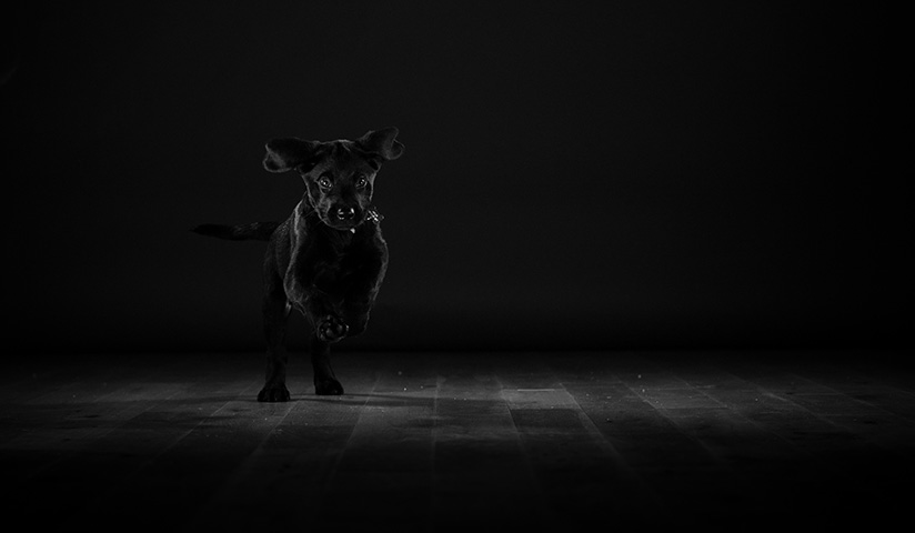 LUMIX GH5 ROSS GRIEVE