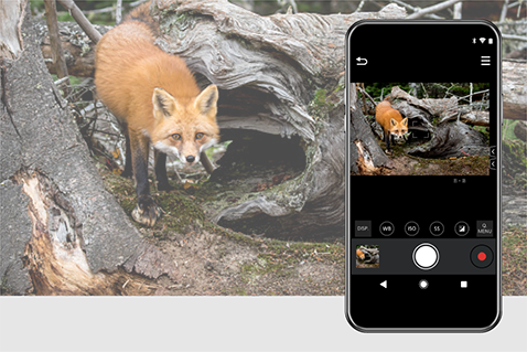 Pilot zdalnego sterowania