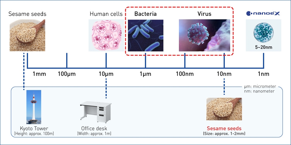 A figure of size comparision between viruses and bacteira