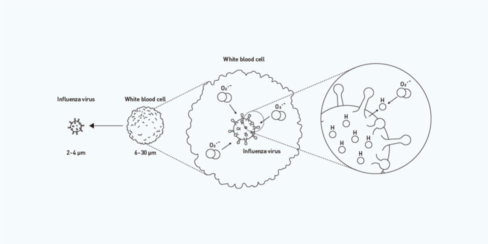8. The radicals produced in our bodies fight every day against bacteria that can cause illness.