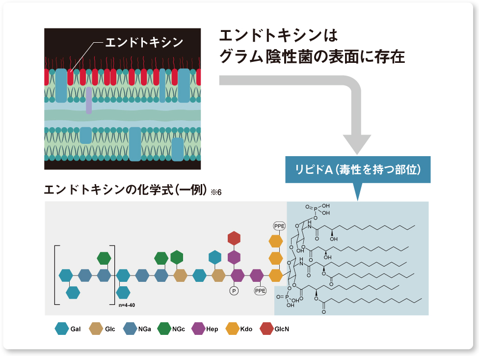画像：エンドトキシンの化学式