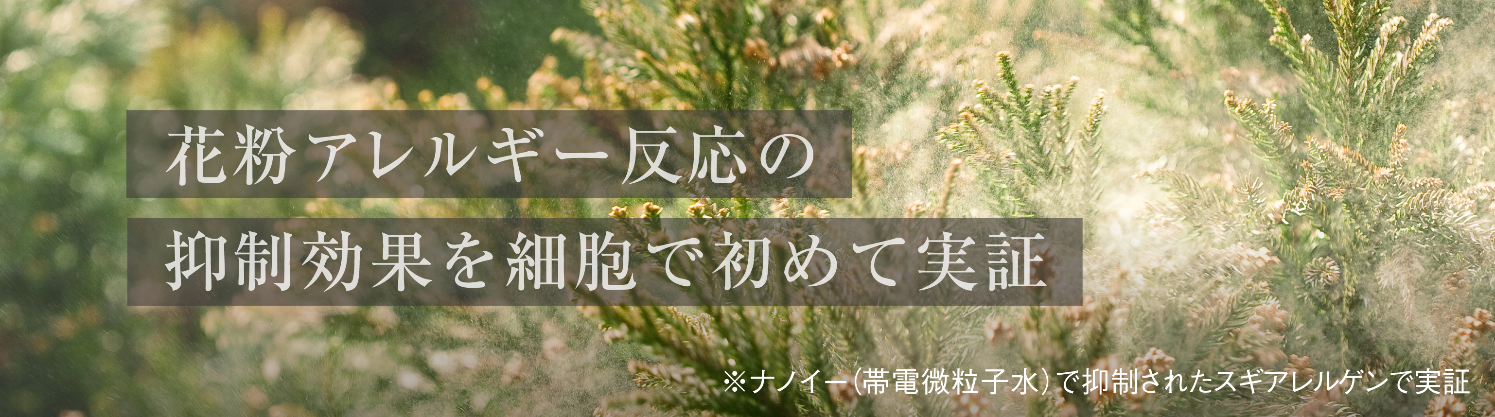 リンク：花粉アレルギー反応の抑制効果を細胞で初めて実証