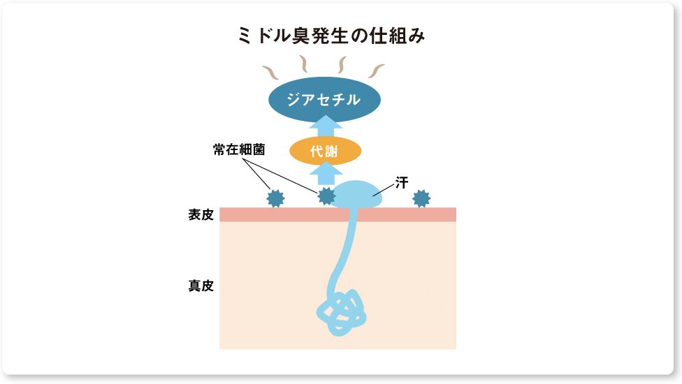 ミドル臭発生の仕組み 皮膚の断面図 皮膚上の常在細菌が汗中の乳酸を代謝しジアセチルが生まれる