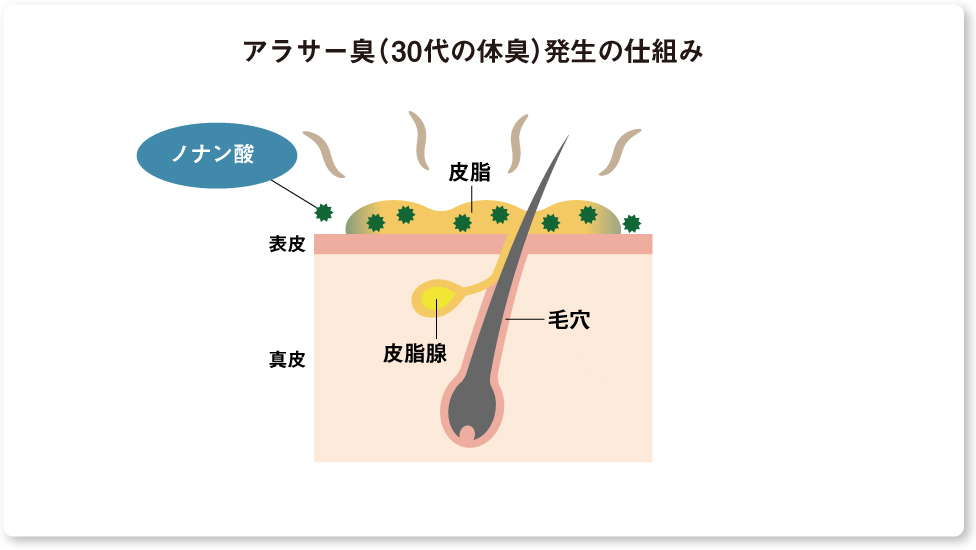 アラサー臭（30代の体臭）発生の仕組み 皮膚の断面図 皮脂腺から皮脂が分泌され、空気と反応してノナン酸が生まれる