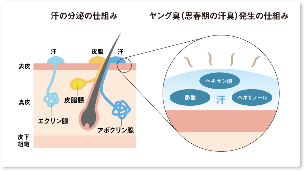 左は皮膚の断面で、エクリン腺とアポクリン腺が汗を、皮脂腺が皮脂を分泌し、それらが表面に出る様子を示す　右の拡大図は思春期のヤング臭の発生の仕組みで、汗に含まれる酢酸、ヘキサン酸、ヘキサノールが表面に存在し、これらにより特有の汗臭が生じることを示す