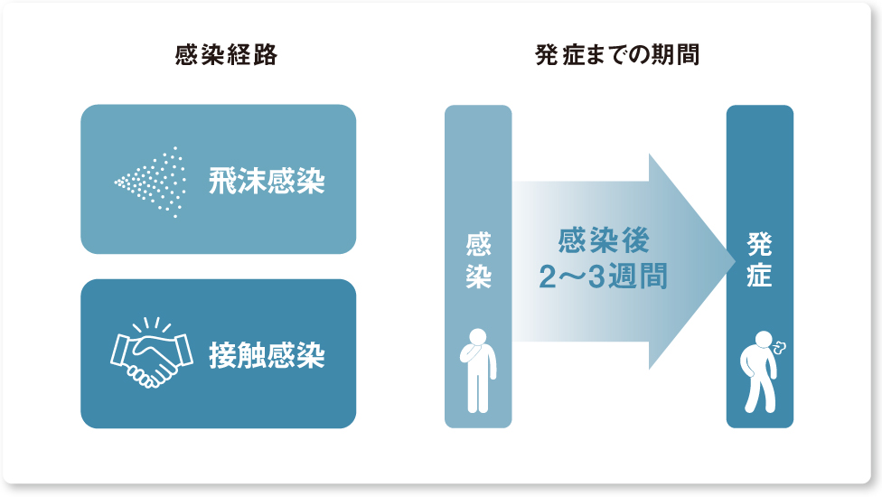 肺炎マイコプラズマの感染経路と潜伏期間を示す図。飛沫感染と接触感染で広がり、感染から発症まで2～3週間かかる
