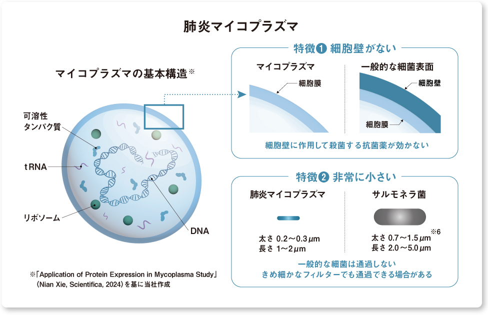 肺炎マイコプラズマの構造と特徴を示す図　細胞壁がなく、一般的な細菌表面と比較して作用する抗菌薬が限られること、また直径0.2～0.3μmと非常に小さいためフィルターを通過しやすいことを説明している